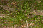 Flat spiked sedge